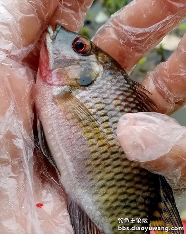 饵料|寒风萧萧鱼口好,猫非造反来凑热闹!!