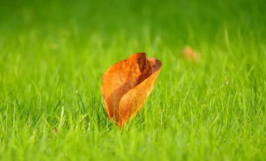 泰安|秋风来信 烟火深处看秋黄