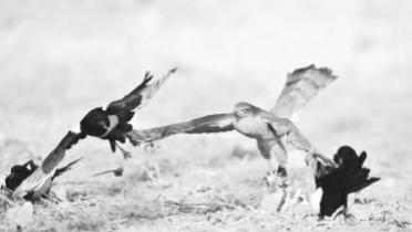 捕获猎物后　雀鹰力战鹊群保护食物