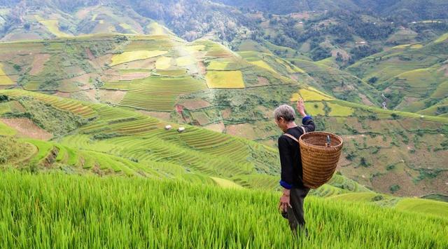 老伯在野外被毒蛇追着咬?到底是什么蛇这么凶猛