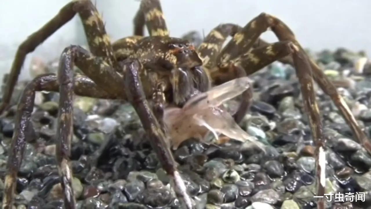 挽救“水塘杀手”,能捕鸟类、蛙类、鱼类的植狡蛛,为何濒临灭绝
