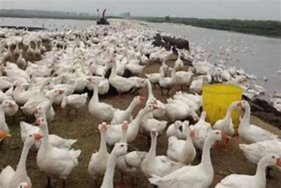 养生|吃鹅的人很多,但为什么吃鹅蛋很少见,也很难看到有鹅蛋卖