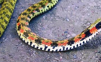 一款看不见毒牙的毒蛇，俗称“野鸡脖子”，曾一度被认为是无毒蛇
