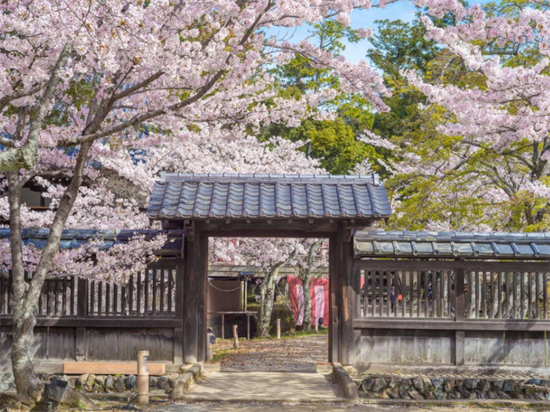 京都|探访京都岚山，樱花红叶竹林各安其职，收获一年四季的慰藉与宽心