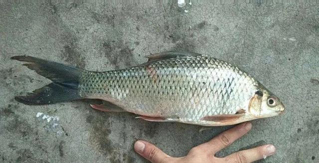 饵料|钓土鲮饵料是腥？还是香？或者腥香？