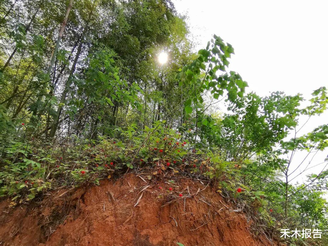 儿时常当零食吃,一摘十几斤,如今百元一斤成稀罕货,记得去山里摘
