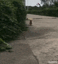 孙悟空|“据说只有吕布和孙悟空佩戴了凤翅紫金冠？”可能是因为其他人没版权