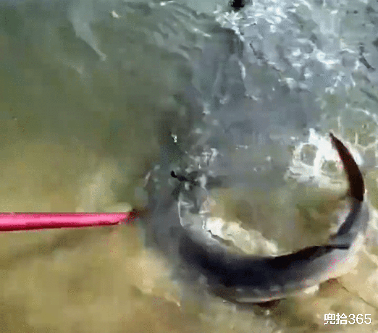 钓鱼|女钓友盘黑坑,意外收获50斤巨物累到瘫痪!网友:钓鱼界的穆桂英