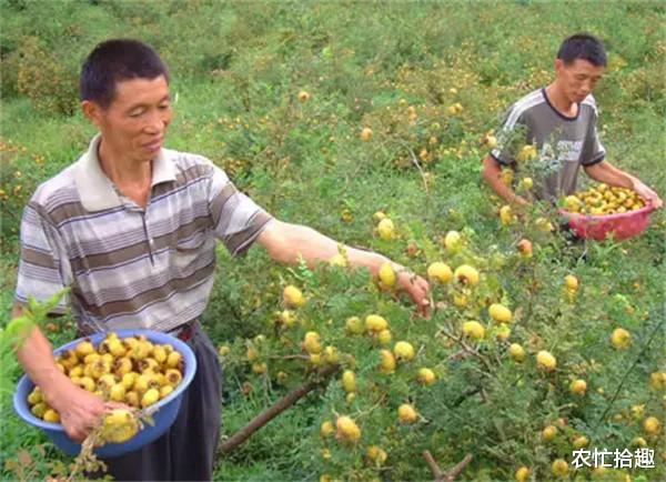 果皮全是刺,以前不值钱,如今成熟很多人收,一斤3元,农民爱种