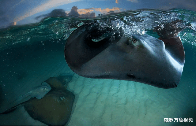 C罗|西双版纳河里的“吸血毯”，把人拖下水吸干血，到底是何种怪物？