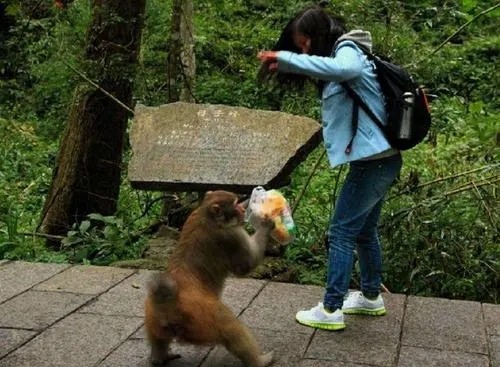 泼猴抢劫、伤人胡作非为,游客自费8000元打疫苗,景区却无人负责