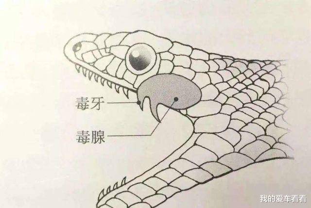 银环蛇|我国陆地第一毒蛇，天生胆小不敢攻击人，为何“咬着”钓鱼人不放