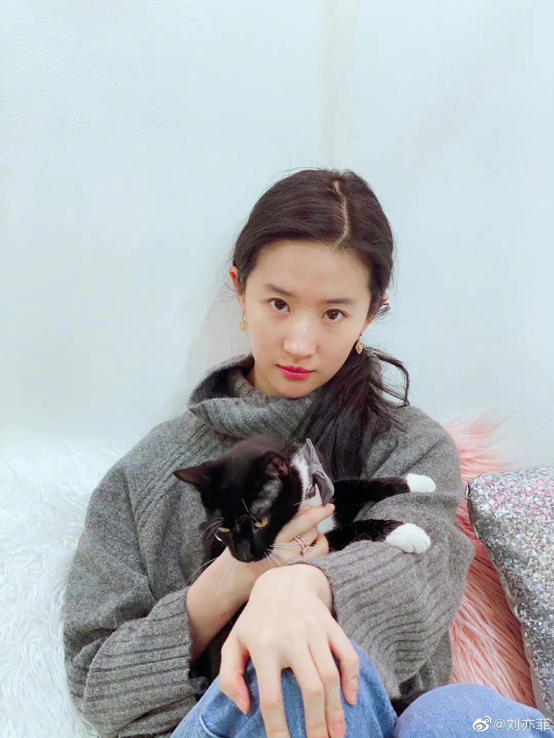 刘亦菲|神仙姐姐刘亦菲捡了11年流浪猫,如今她的千万豪宅里养了50只猫