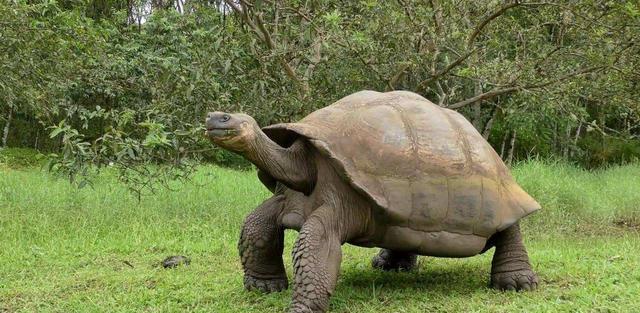 玛雅预言成真?灭绝的生物奇迹“复活”,到底是怎么回事?