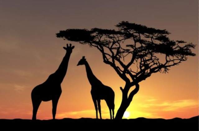 为了对付长颈鹿，金合欢树奇招迭出，长颈鹿见招拆招，一斗就是百万年