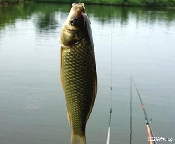 鳑鲏|选好这三个时间挂蚯蚓作钓，鱼获满满