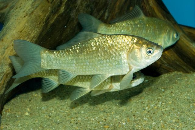 鲫鱼|冬季用什么饵料钓鲫鱼？我更偏向于蚯蚓，只因蚯蚓有3个好处