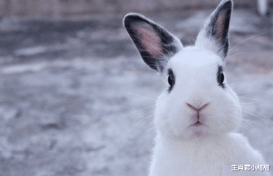 属兔|大财小财从天而降，属兔人未来一段时间事业顺利，在职场如鱼得水