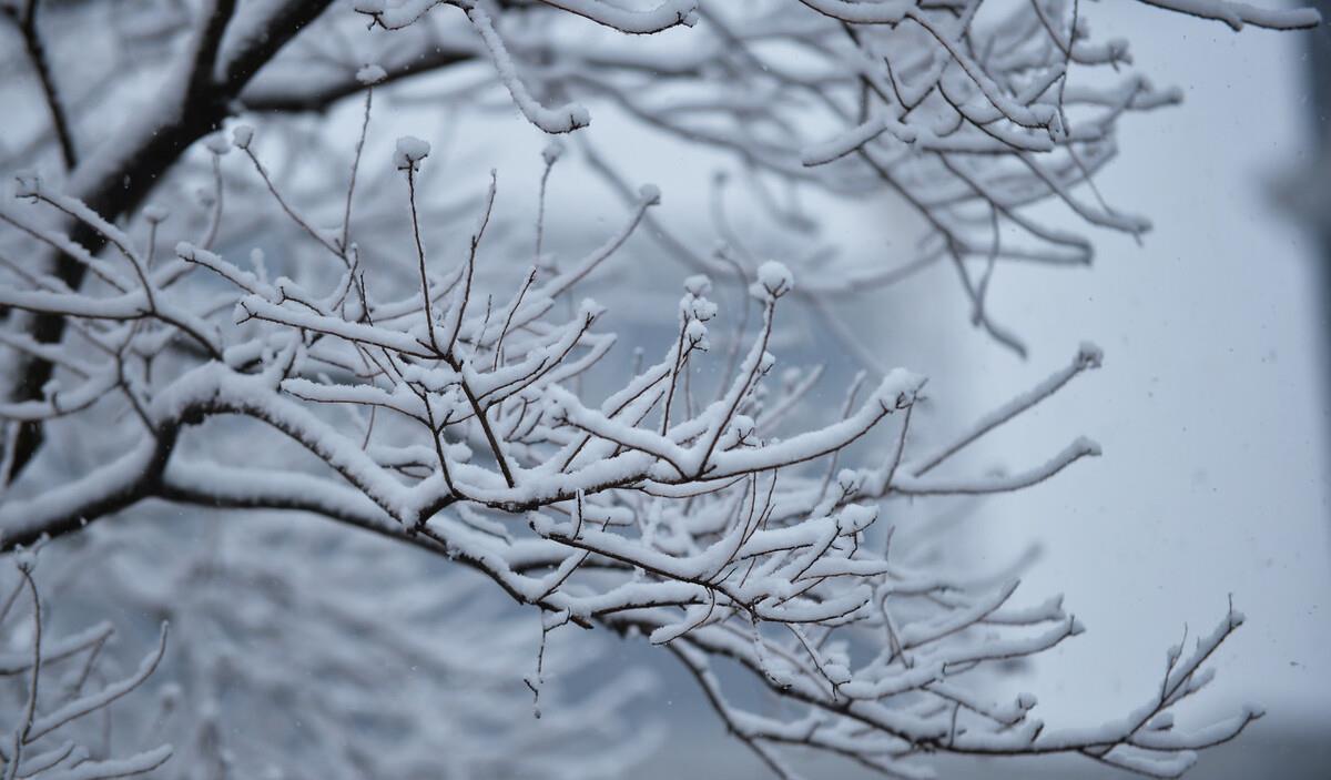 明日四九,为何民间乐见四九雪?四九无雪又怎样?看老话咋说?