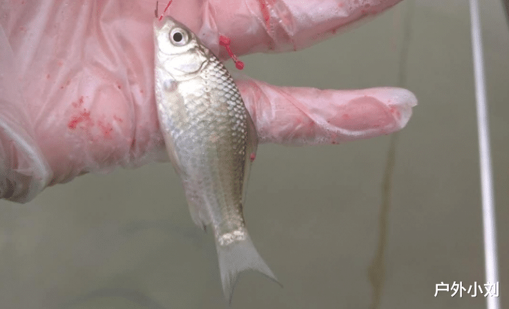 |一钩蚯蚓、一钩拉饵,诱钓结合,老钓手夏季这样用蚯蚓钓鱼