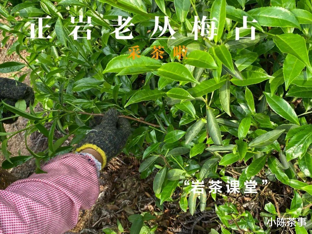 梅占、奇兰、金牡丹，这些不是岩茶品种吗？为什么会做成红茶？