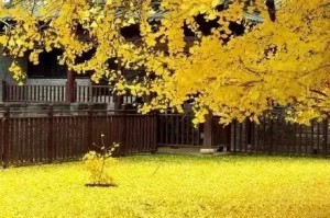 饮食|秋分时节不要忘记吃“3红、3白”这6种食物,只有顺应时节,身体才会更健康