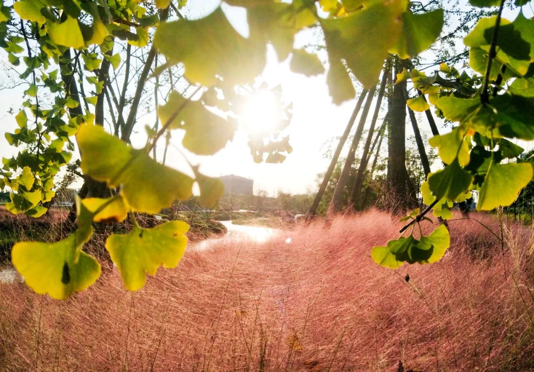 成都|最美蓉城金秋!公园城市5大美景等你解锁→