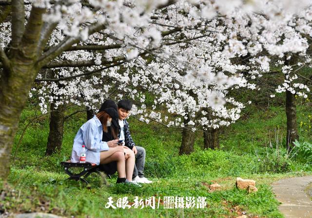 |贵州：红枫湖畔樱花园 千朵万朵压枝低