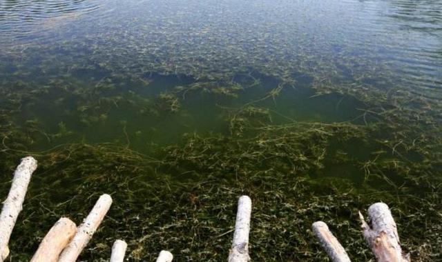 铜陵|春天钓鱼人常用的戳钓，却是野钓鲫鱼杀手锏，大板鲫被接连钓起