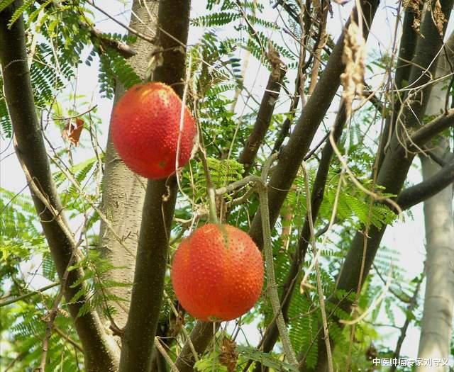 维生素b12|分享一味抗癌良药——木鳖子，攻毒散结功效显著！配伍得当应用广