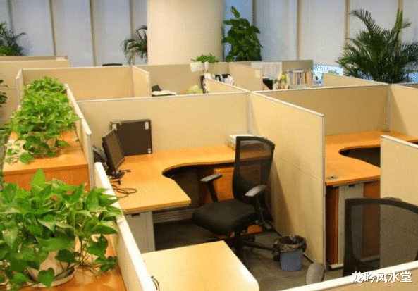 辛芷蕾|龙吟师傅教你布局办公室来助你升职加薪