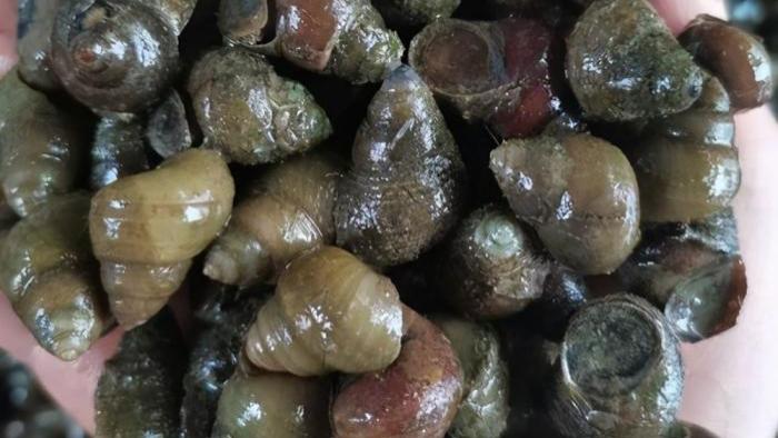 |螺蛳已被列为国家二级保护动物，我们还能用螺蛳钓鱼么