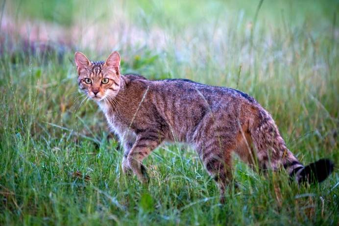 远古野猫为何会被人类驯服?研究发现其很凶狠,接近人类另有所图
