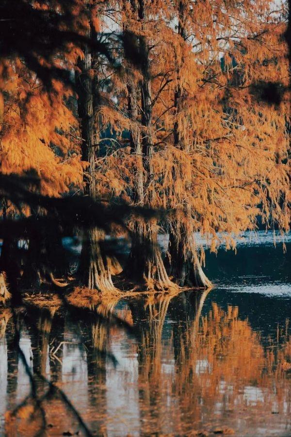 |藏在大自然中的“杉林秘境”，东湖新晋热门取景地