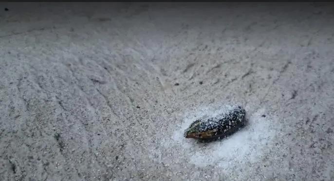 骨质增生|蚂蟥为什么遇盐就化为一滩血水?它能在我们体内生存吗?