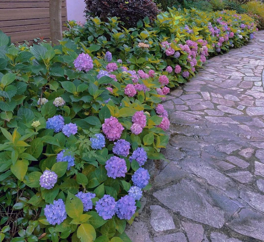 张馨予|离开李晨8年后，张馨予4000万后花园火了：终于活成了别人羡慕的模样