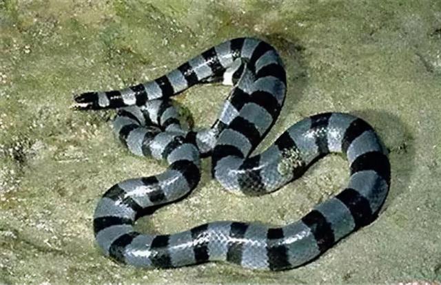 青环海蛇:每年捕获可达1万多公斤?值得注意!它其实体含剧毒