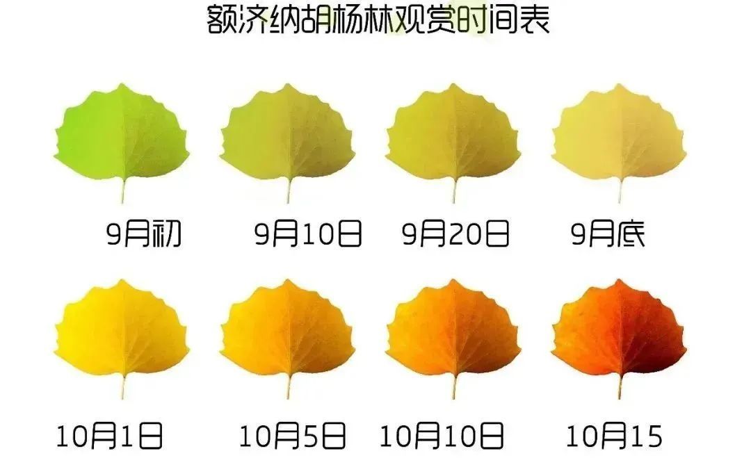 胡杨林|央视都赶来航拍的胡杨林圣地，1年只美21天，即将进入最佳观赏期