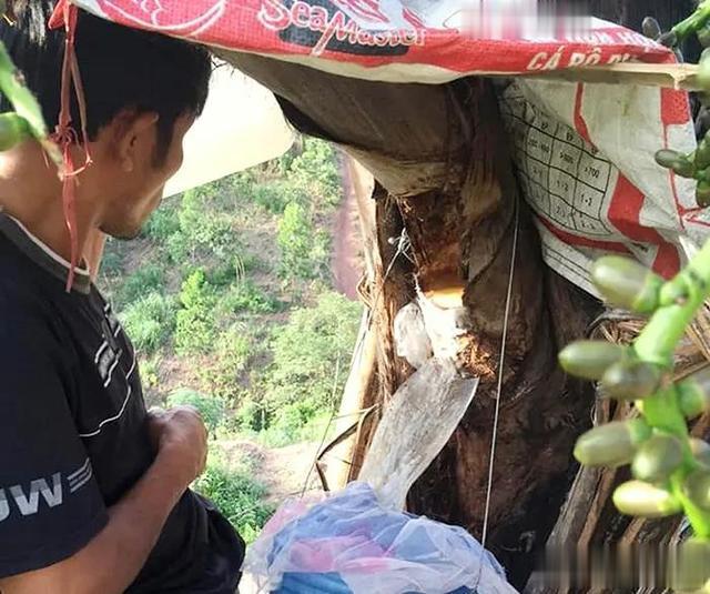 越南有种非常奇特的“酒树”,砍开树干,伤口就能流出美酒