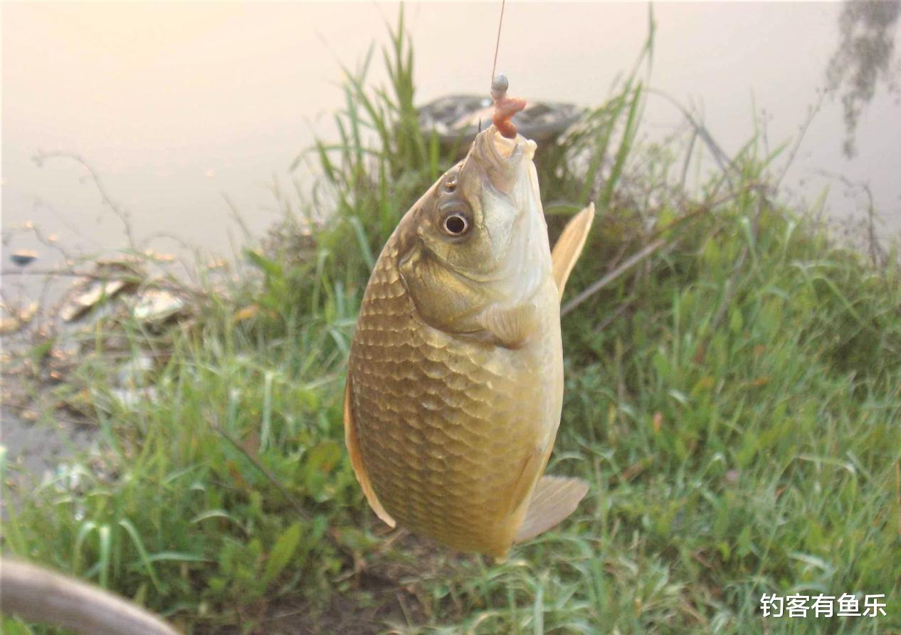 |春季使用红虫、蚯蚓钓鱼，是躺底好还是触底好？应该如何调漂？