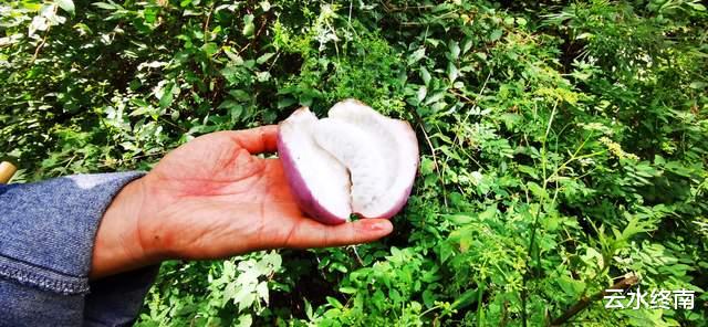 舍利塔|这么多皇上都到人头山玩，原来这里可以吃到“仙人果”