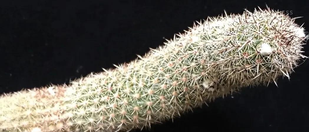 |2018年他在旅游时挖到一棵仙人掌，结果4个月后出价167万都不肯卖