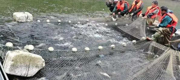 农业部|国内首次：生态捕捞，禁钓不禁捕，钓鱼人何去何从？