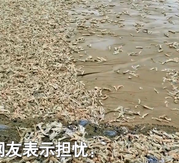 福建:男子在海边发现大量皮皮虾,放眼望去全都是,好多还是活得