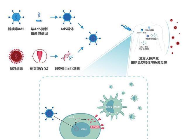 疫苗冷知识:人体注射疫苗后,体内是否就能产生抗体呢?