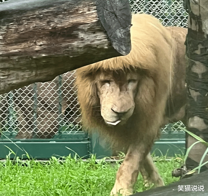 黄芪 新晋网红狮子“阿杭”再现齐刘海，出圈海外媒体，引日本欧美多家媒体报道！