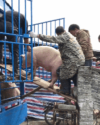 我的世界|“钓鱼被咬了一口,谁知道这是什么咬的?”