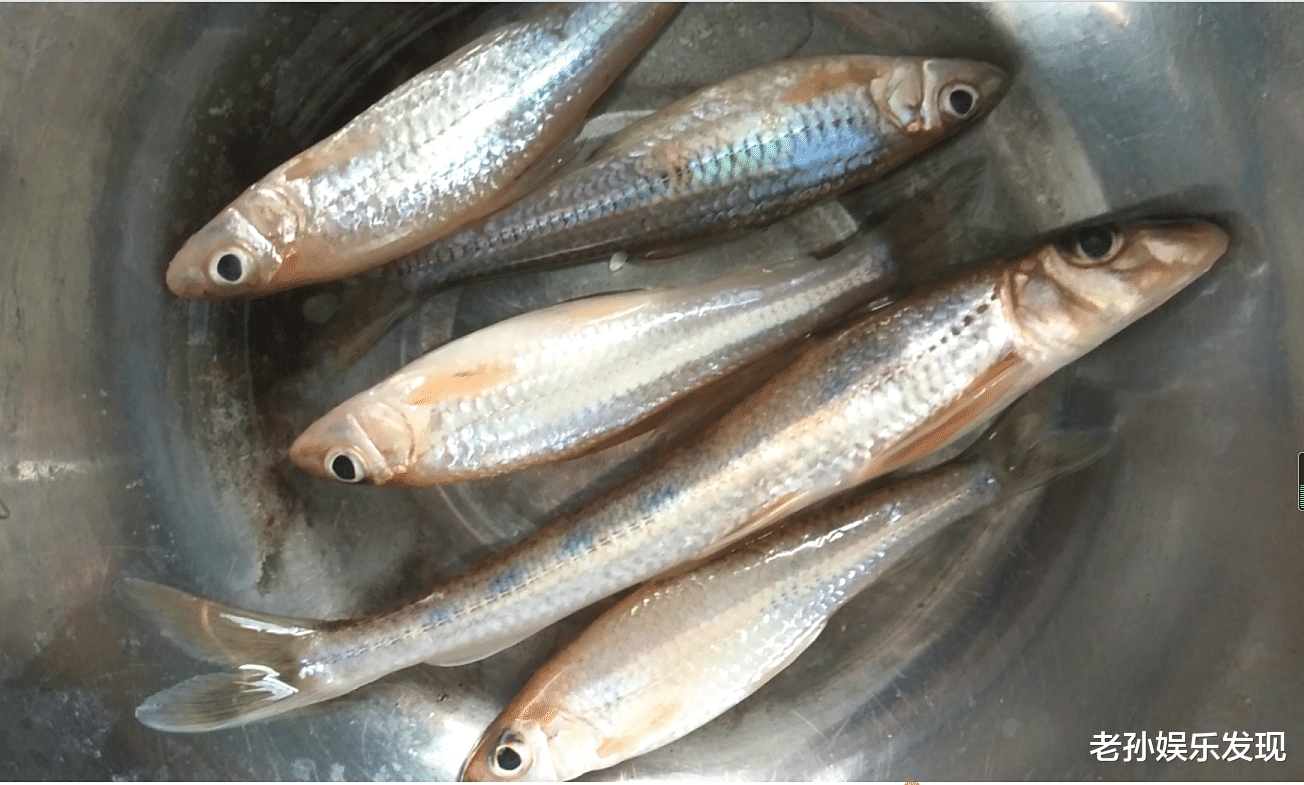 |这五种鱼,如果你曾触摸过其中四种鱼,你就是在河边长大的