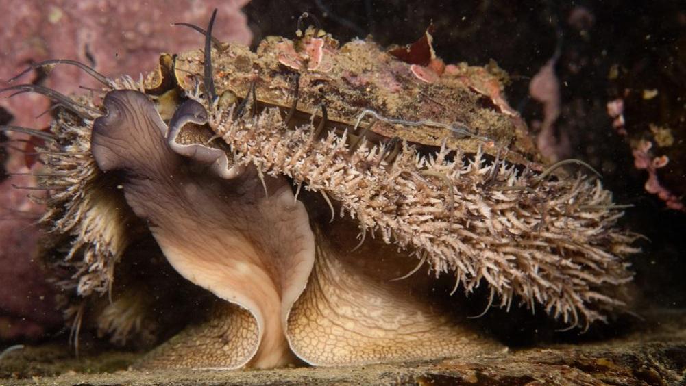 鲍鱼不能吃？IUCN更新濒危物种红色名录！为何人类是“罪魁祸首”