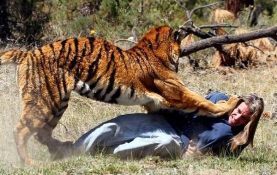 为何食物链顶端的老虎吃过人就要杀掉，动物专家：后果非常的严重